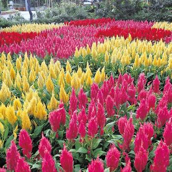 'Castle series' Cockscomb -Celosia argentea