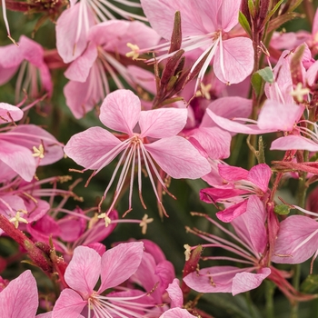 ''Karalee® Petite Pink'' Wand Flower -Gaura lindheimeri