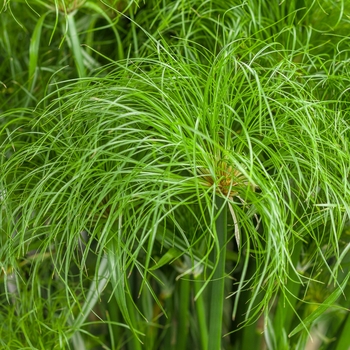 Graceful Grasses® 'Prince Tut™' -Cyperus papyrus (Dwarf Egyptian Papyrus)