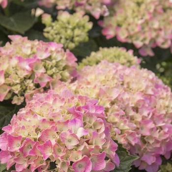 Pink 'N Pretty® -Hydrangea macrophylla