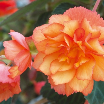 Illumination® 'Golden Picotee' -Begonia x tuberhybrida