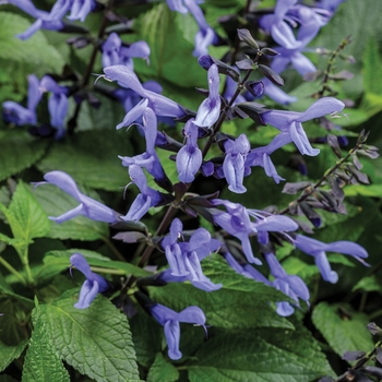 Rockin'® 'Blue Suede Shoes™' -Salvia 