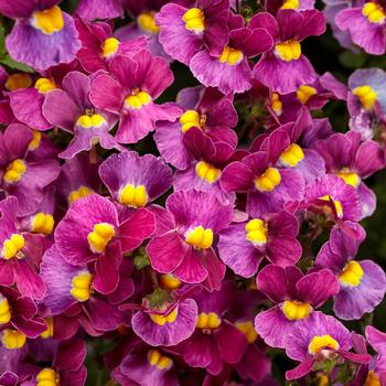 Aromance™ 'Mulberry' -Nemesia fruticans