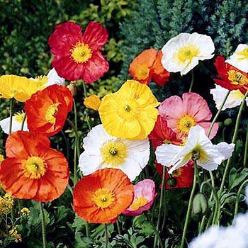 'Wonderland Mix' Poppy -Papaver 