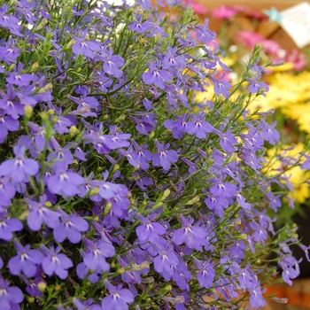 Lobella™ ''Ocean Flash'' -Lobelia 