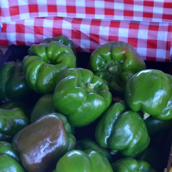 Green Bell Pepper -Capsicum annuum