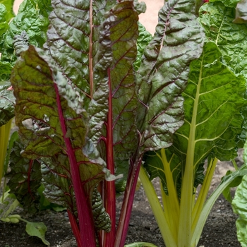 'Bright Lights' Swiss Chard -Beta vulgaris var cicla