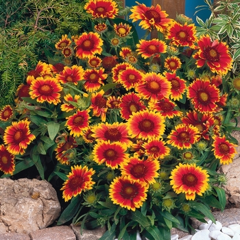 'Arizona Sun' Blanket Flower -Gaillardia 