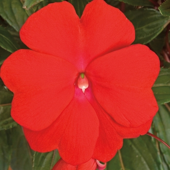 Sonic® 'Deep Red' -Impatiens hawkeri (New Guinea Impatiens)