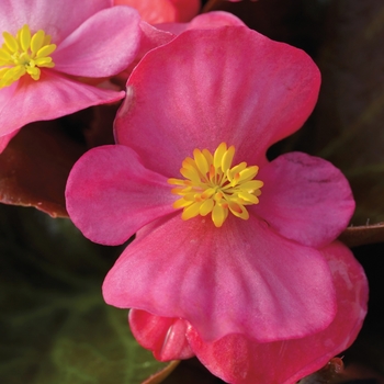 Bada Boom® 'Rose' -Begonia semperflorens