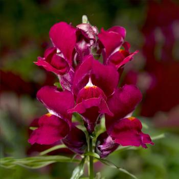 Snaptini™ 'Violet' -Antirrhinum (Snapdragon)