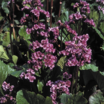 'Red Beauty' Pig Squeak -Bergenia cordifolia