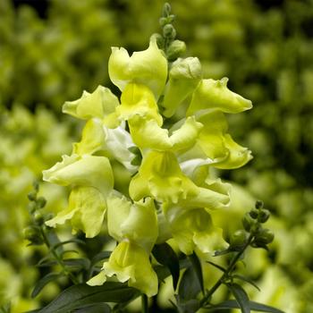 Snaptini™ 'Yellow' -Antirrhinum (Snapdragon)