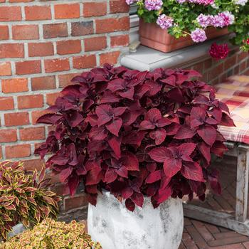 Main Street 'Beale Street' -coleus 