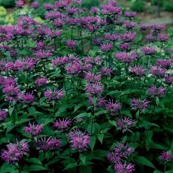 'Blue Stocking' Bee Balm -Monarda didyma