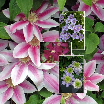 'Multiple Varieties' -Clematis 