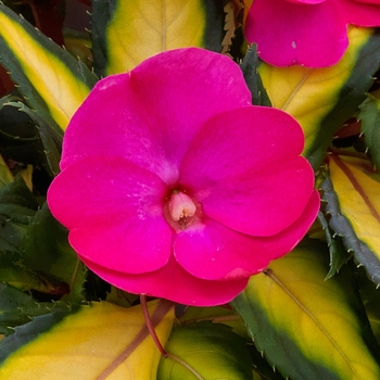 SunPatiens® Compact Tropical Rose -Impatiens 