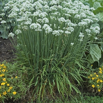 Chives, Garlic -Allium tuberosum