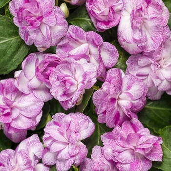 Rockapulco® 'Wisteria' -Impatiens walleriana (Double Impatiens)