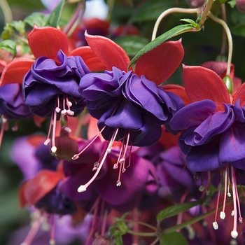 'Ballerina Blue' -Fuchsia 