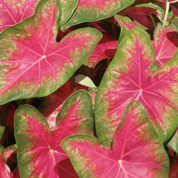 Heart to Heart™ 'Rose Glow' -Caladium hortulanum (Fancy Caladium)