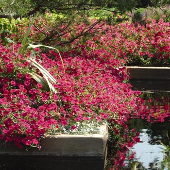 Tidal Wave® 'Cherry' -Petunia 