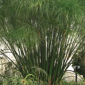 Graceful Grasses® ''King Tut®'' -Cyperus papyrus (Egyptian Papyrus)