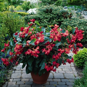 Dragon Wing® 'Red' -Begonia 