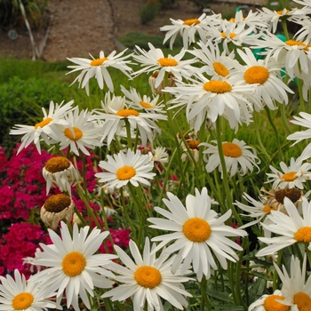 'Alaska' Shasta daisy -Leucanthemum x superbum