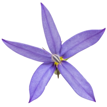 'Beth's Blue®' Star Flower -Isotoma axillaris