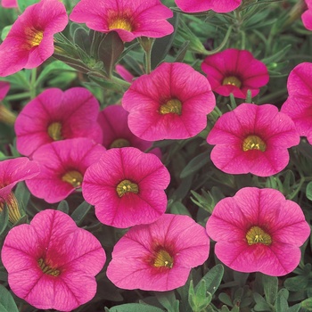 Superbells® 'Cherry Red' -Calibrachoa 