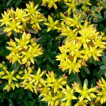 'Weihenstephaner Gold' Stonecrop -Sedum floriferum