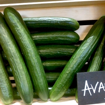 'Avaya' English Cucumber -Cucumis sativus