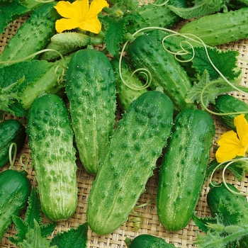 'Pick a Bushel' Cucumber -Cucumis sativus