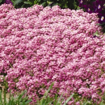 Easter Bonnet 'Deep Pink' -Lobularia maritima (Sweet Alyssum)