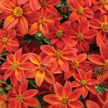 Campfire® 'Flame' -Bidens 