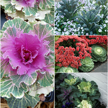 Assorted Flowering Kale & Cabbage -Brassica 