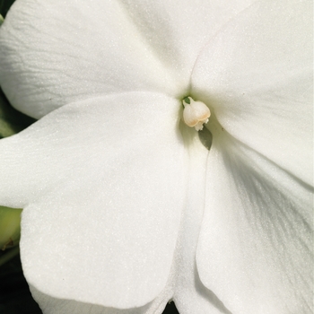 Sonic® White -Impatiens hawkeri (New Guinea impatiens)