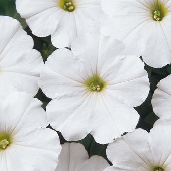 Madness® 'White' -Petunia 