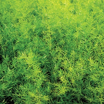 Proven Accents® 'Sprengeri' -Asparagus densiflorus (Asparagus Fern)