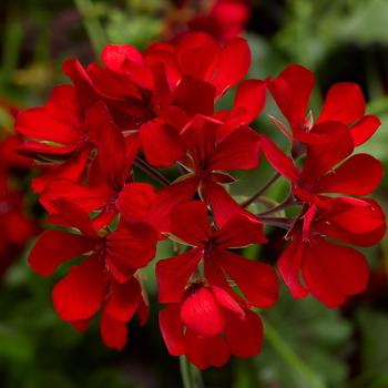 'Cascade Dark Red' Ivy Geranium -Pelargonium peltatum