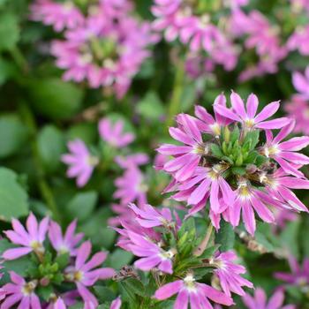 Surdiva® 'Fashion Pink' -Scaevola 