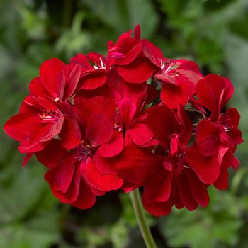 Ivy League™ 'Red' -Pelargonium peltatum (Ivy Geranium)