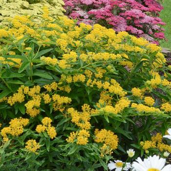 'Hello Yellow' Butterfly Milkweed -Asclepias tuberosa