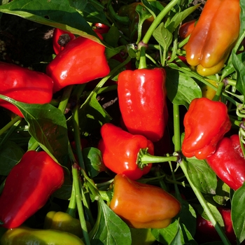 'Cajun Belle' Hot Pepper, Bell Pepper -Capsicum annuum