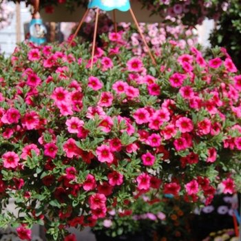 Aloha 'Tiki Hot Pink' -Calibrachoa 