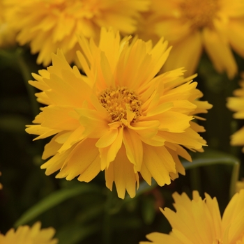 'Double the Sun' Tickseed -Coreopsis grandiflora