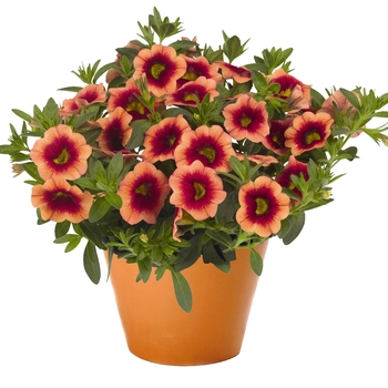 'Hula Orange' -Calibrachoa 