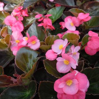 Big™ 'Rose Bronze Leaf' -Begonia x benariensis