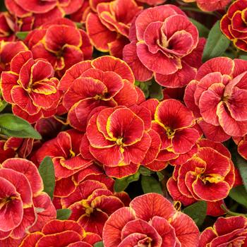 Superbells® 'Double Redstone™' -Calibrachoa 